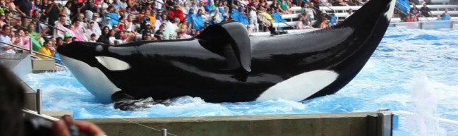 Blackfish – Rettet die Wale… und ihre Trainer